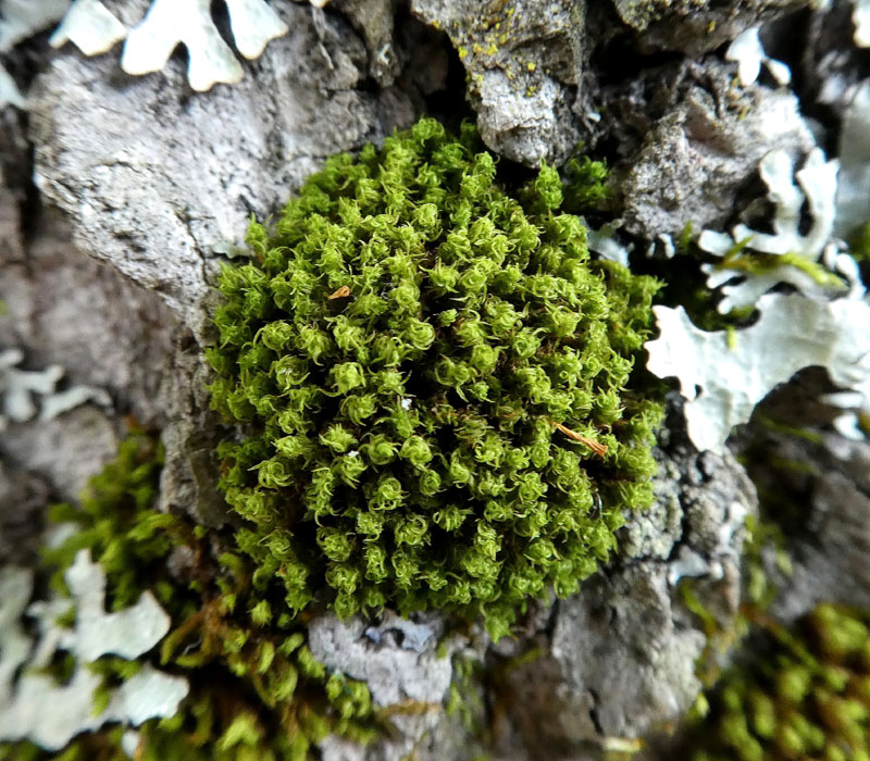 Ulota crispa